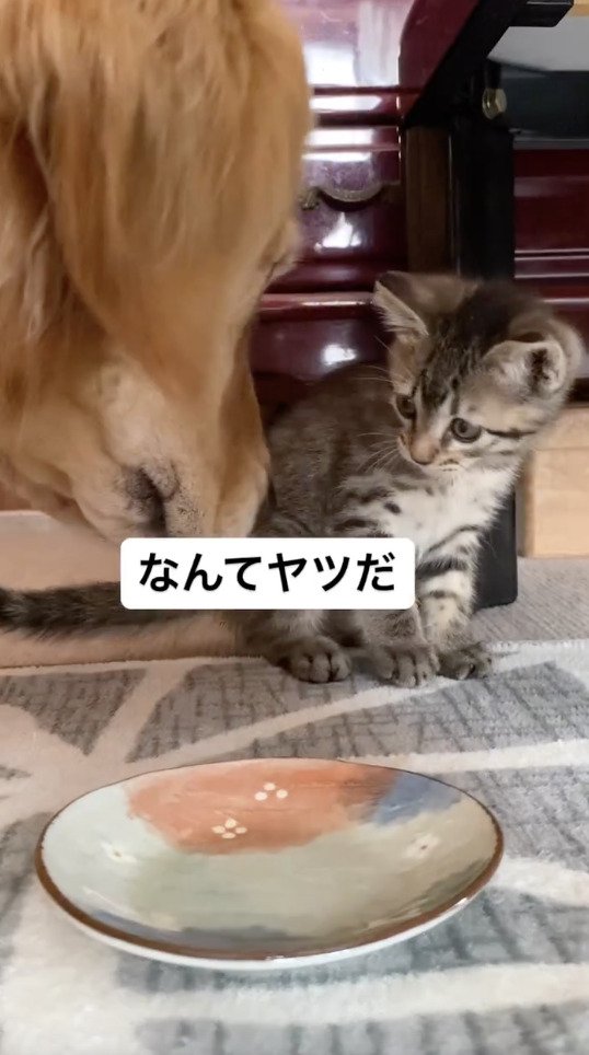 水を飲み干した犬を横目でみる猫