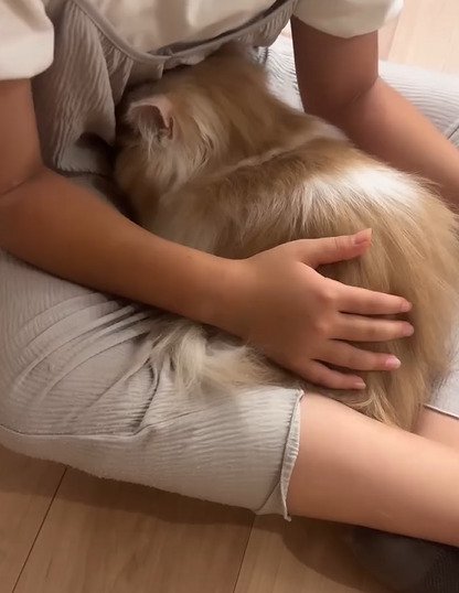 足の間で座る猫