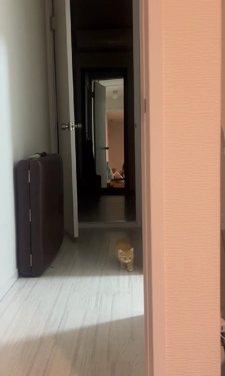 少しずつ近づいてくる子猫