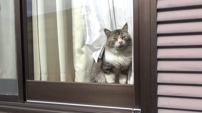 窓から外を見る猫
