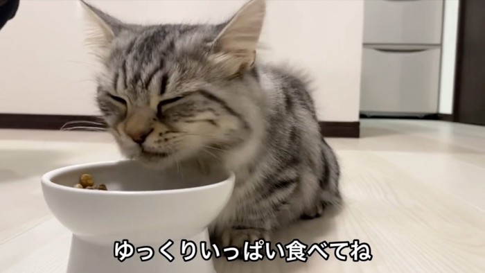 食べる猫