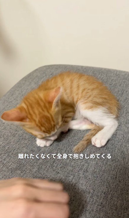 目を覚ます子猫