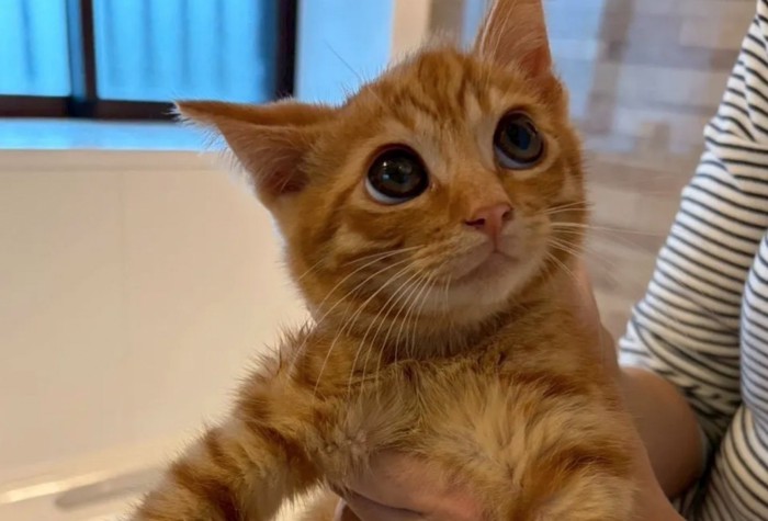 子猫の顔をアップ