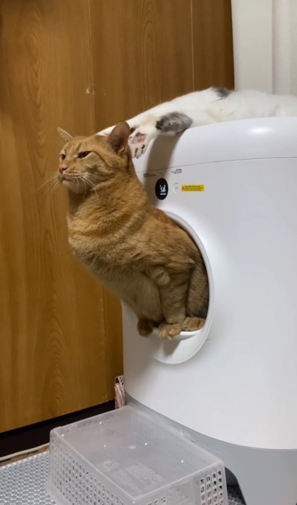 トイレする猫と邪魔する猫