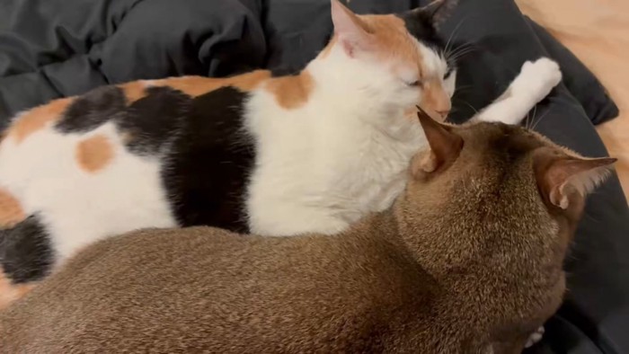 くつろぐ2匹の猫