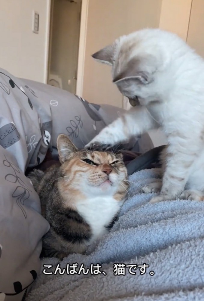 先輩猫の頭をポンポンする子猫