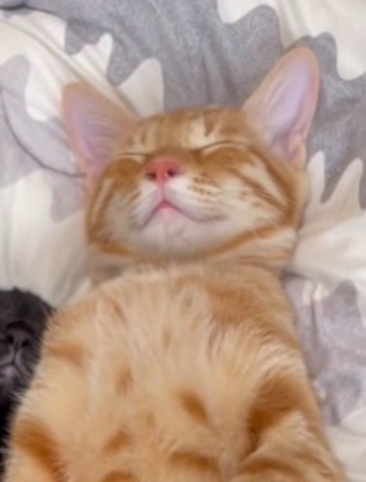仰向けになって眠る茶トラ猫
