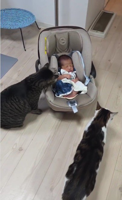 赤ちゃんと2匹の猫