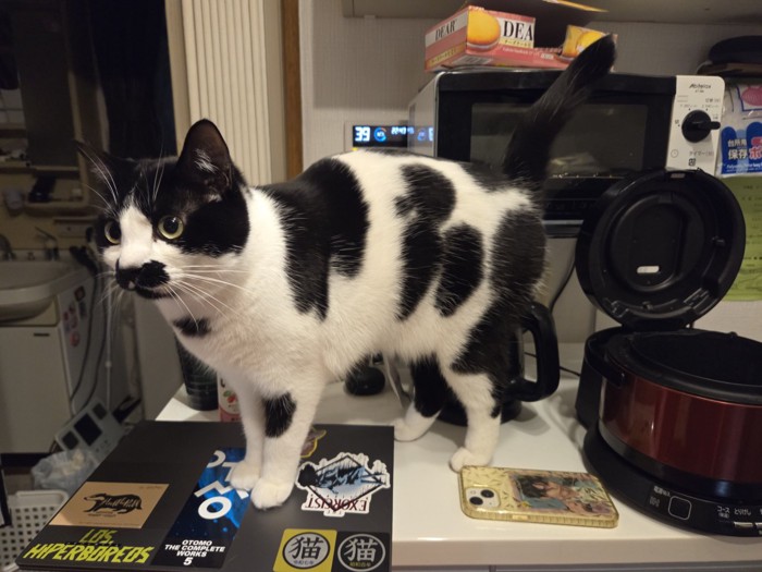 キッチンカウンターにのっている牛柄の猫