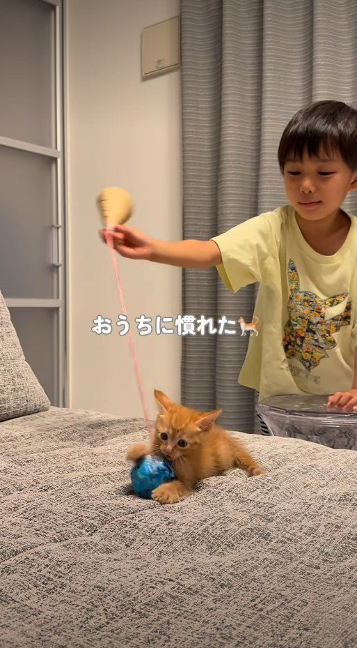男の子のおもちゃにじゃれる子猫