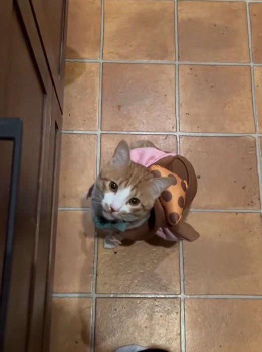 見つめながらお返事