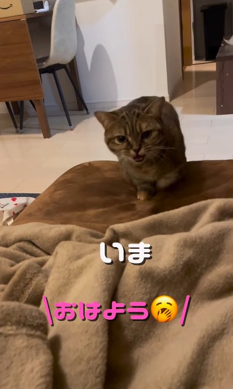 挨拶で鳴くマンチカン