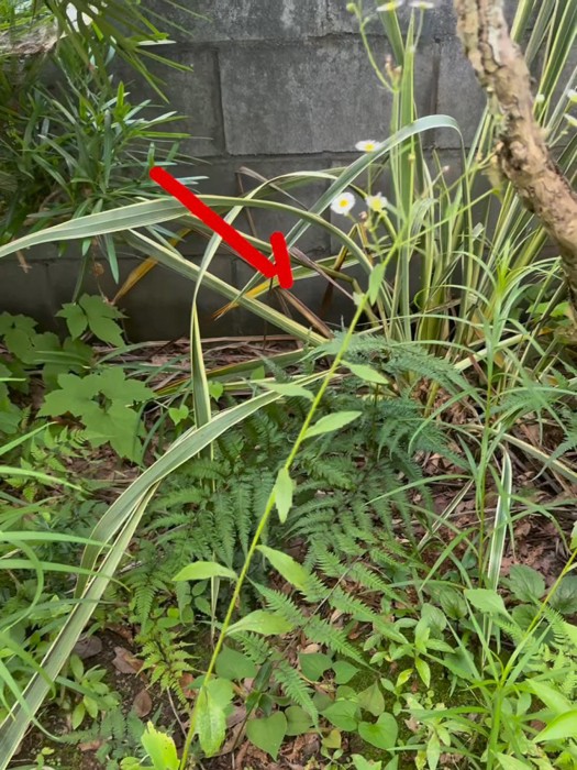 庭の奥にいる子猫