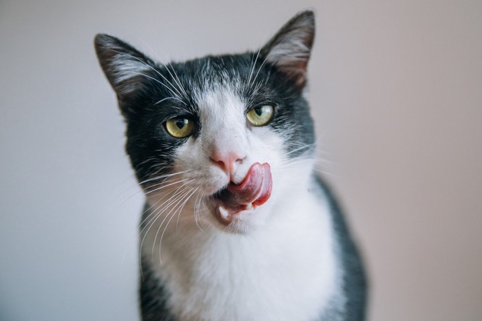 口の周りを舐める猫