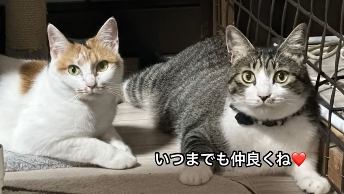 テロップ「いつまでも仲良くね」