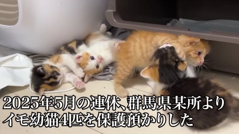 寄り添う子猫たち