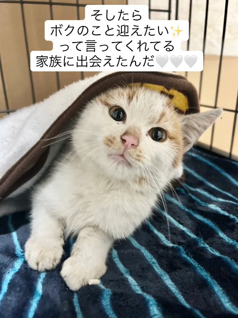 ケージの中で毛布をかぶっているカメラ目線の猫