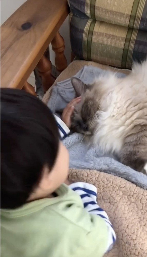 猫を優しく撫でる子供