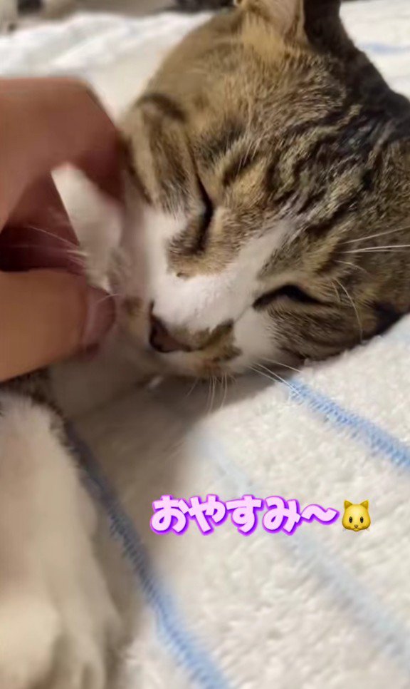 眠る猫