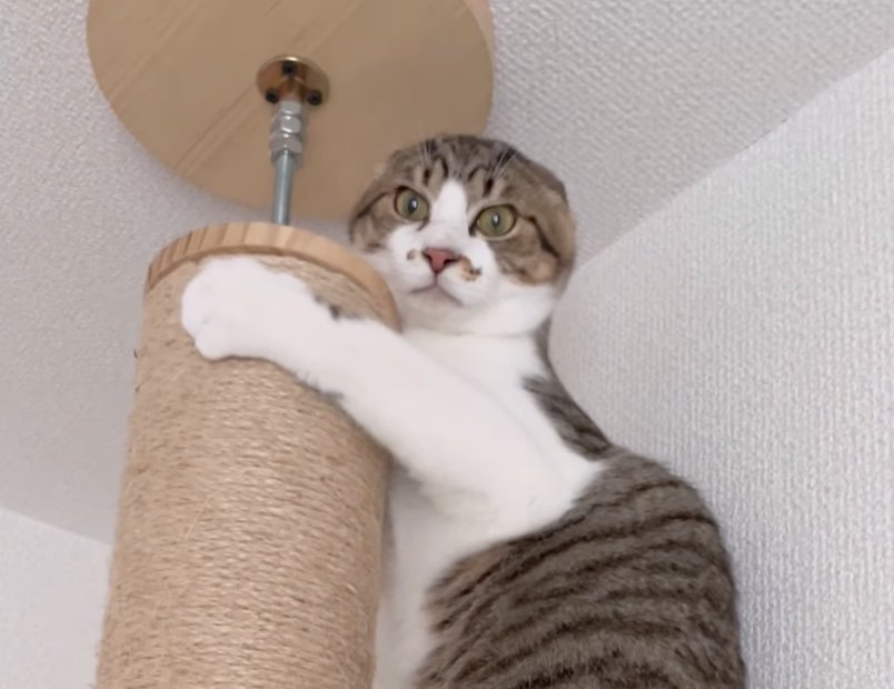 表情がこわばる猫