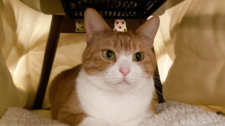 こたつの中の猫