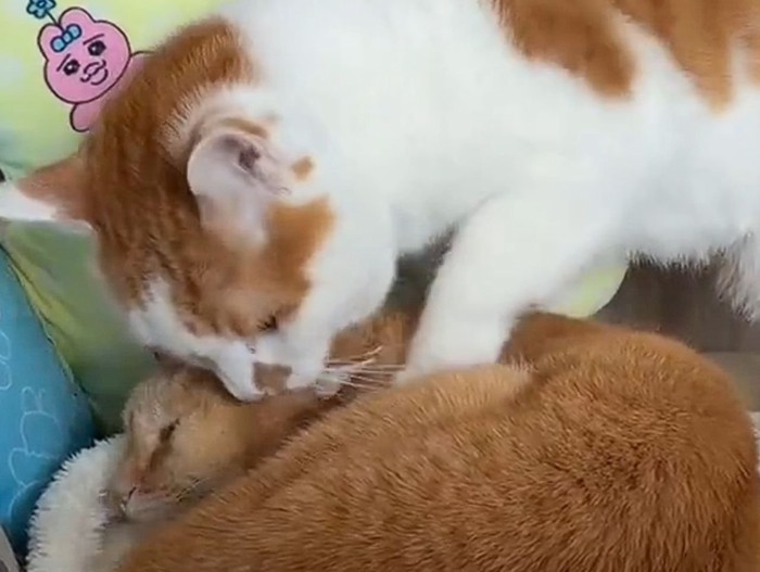 丸まって寝ている茶トラ猫に前足をのせる茶白猫