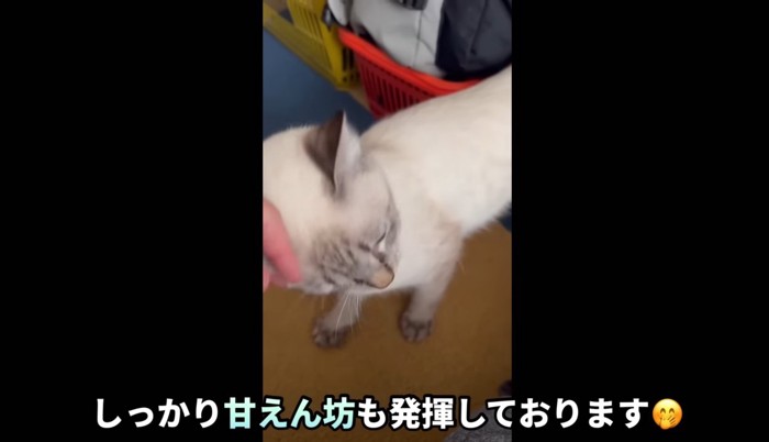 甘えん坊も発揮