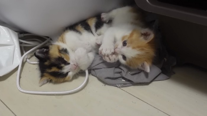 じゃれ合う2匹の子猫の写真1