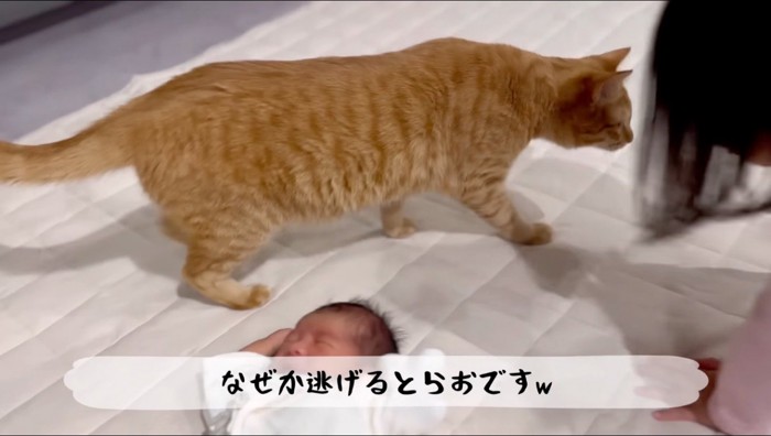立ち上がって赤ちゃんのそばから離れる茶トラ猫
