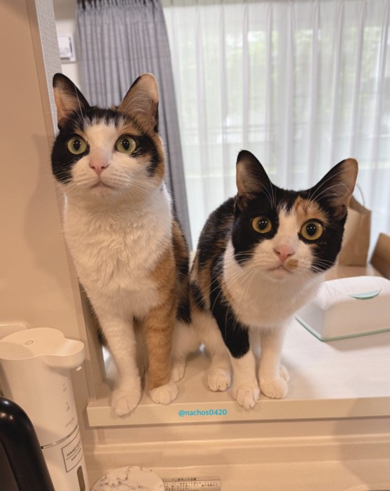 目を丸くする2匹の猫