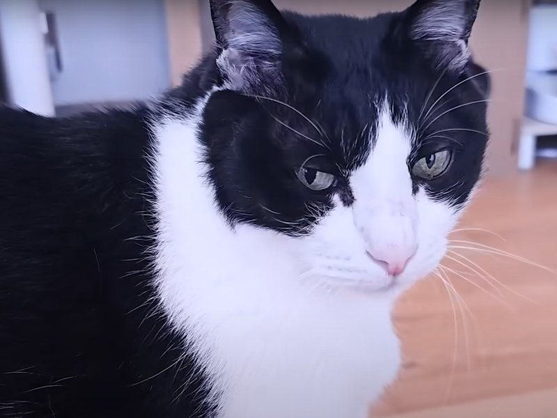 白黒ハチワレ猫