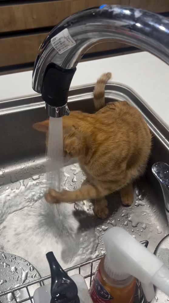 蛇口から流れる水に視線を落とす猫