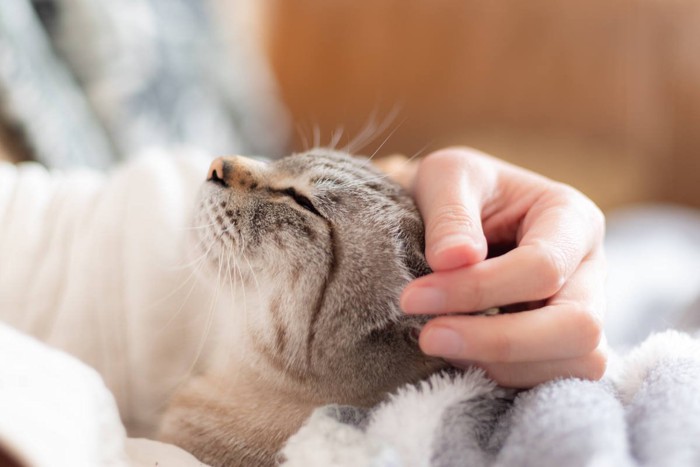女性に撫でられる猫
