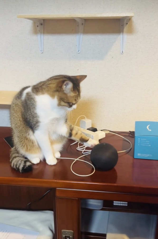 スマートスピーカーをちょんちょんする保護猫