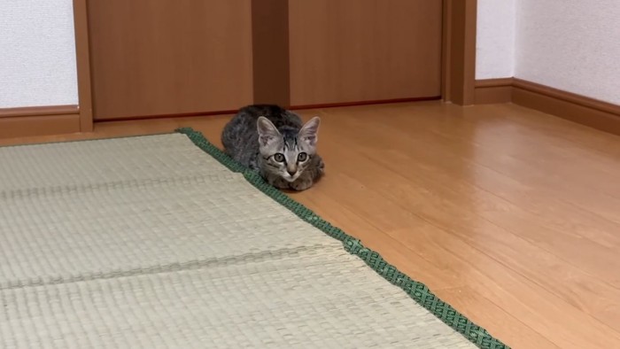 座っている子猫