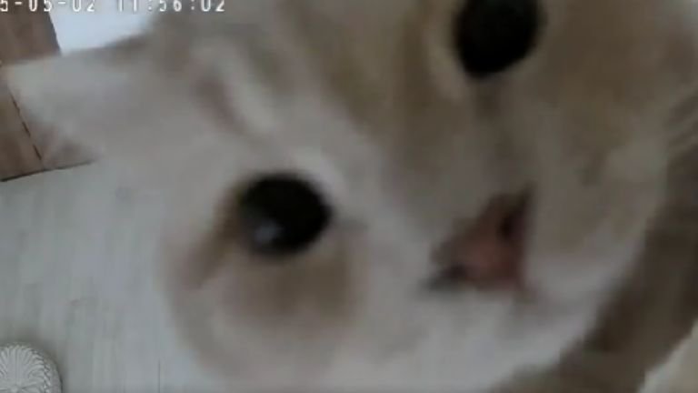 ペットカメラに映る猫