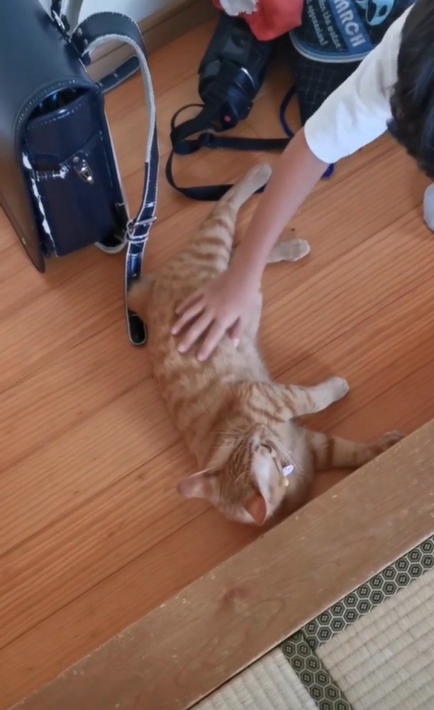 男の子になでてもらう猫