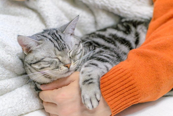 飼い主の腕の中で寝る猫