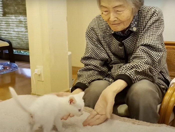 猫を見つめながら両手を差し出す人