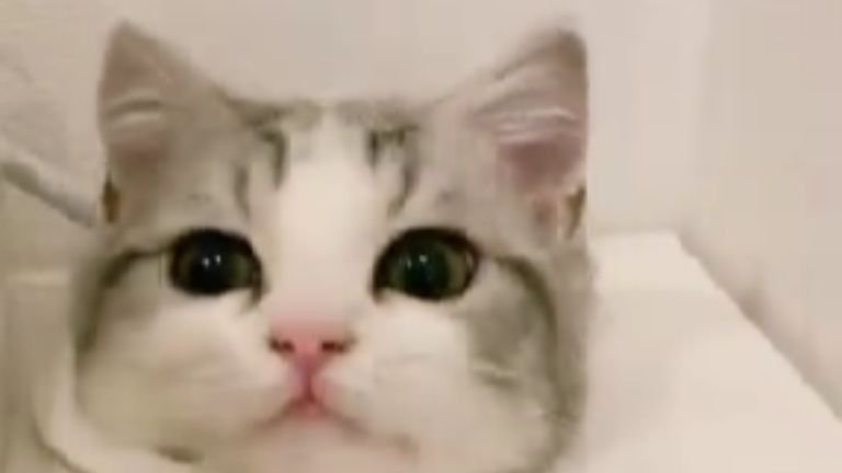 穴から出ている猫