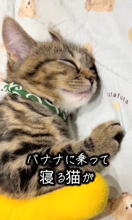 横向きで寝る猫