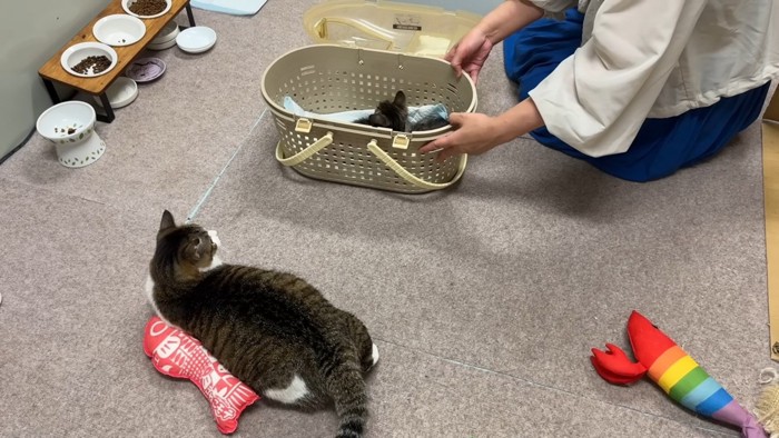 子猫が入ったケージと猫