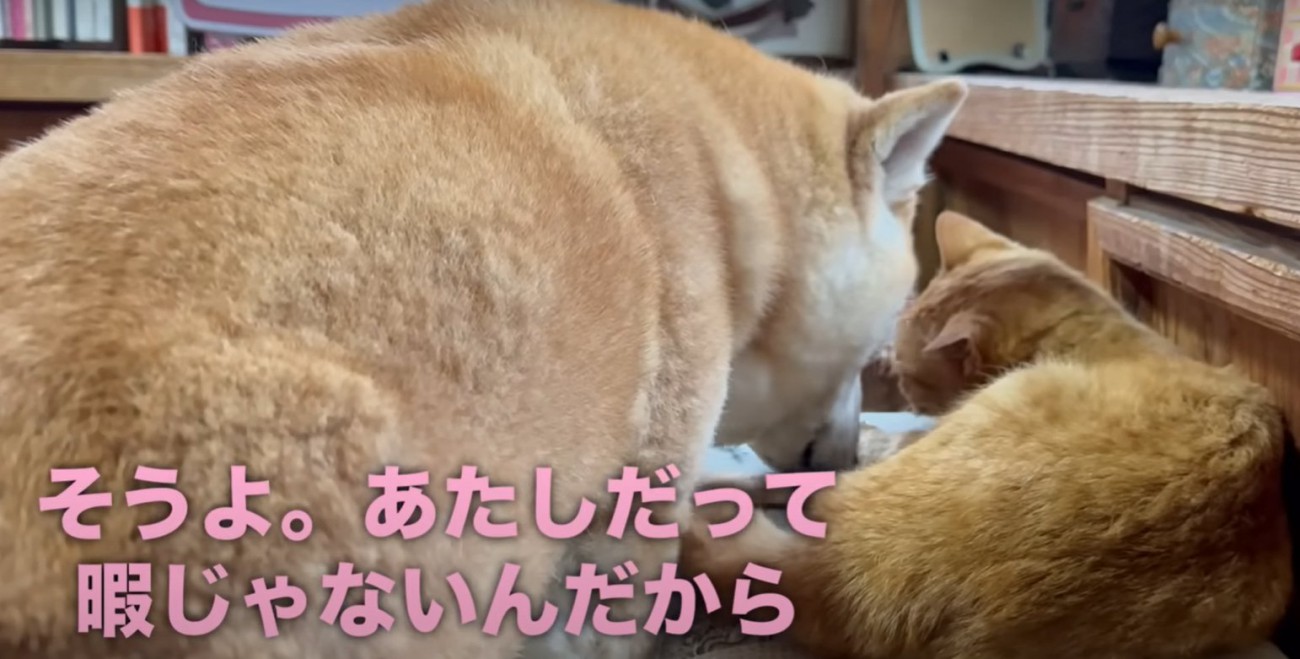 伏せをしている猫とその猫を舐める柴犬(そうよ。あたしだって暇じゃないんだから)