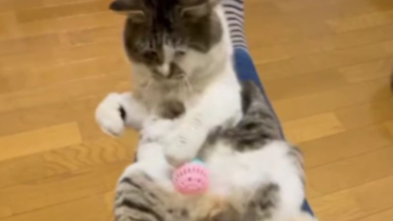 膝に乗っている猫