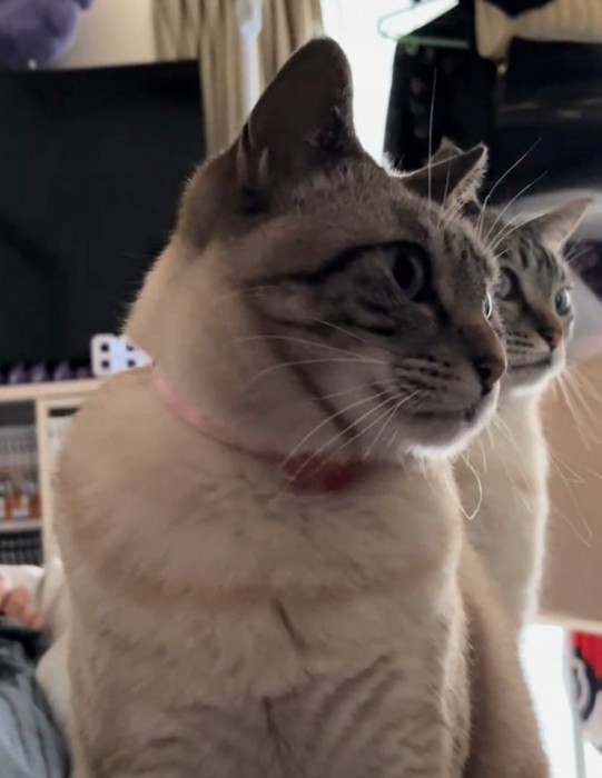 横を向く2匹の猫