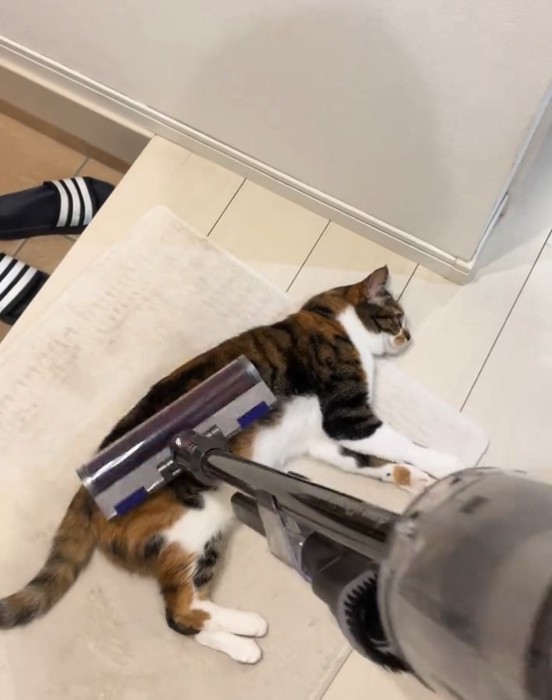 座れて気持ちよさそうにする猫