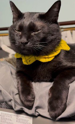 ベッドのふちでジッとしている黒猫