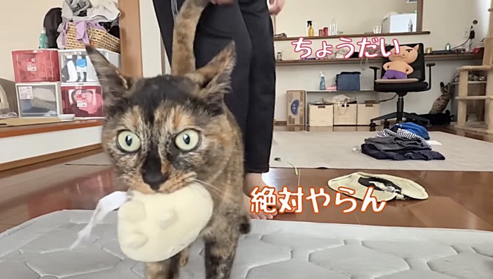 人形をくわえた猫のアップ