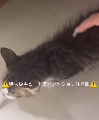 歩き始める子猫