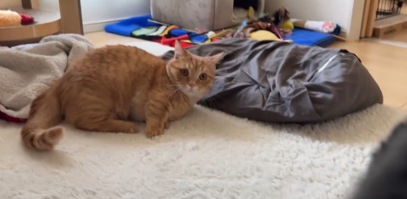 飼い主さんを見ているいずくん